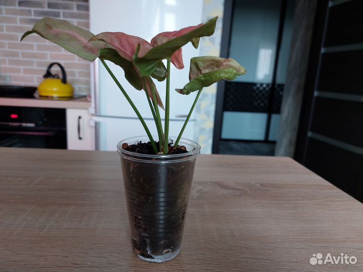 Комнатные растения доставка