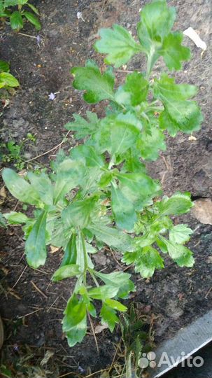 Хризантема