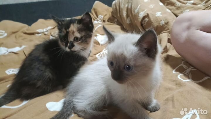 Котята в добрые руки бесплатно, девочки