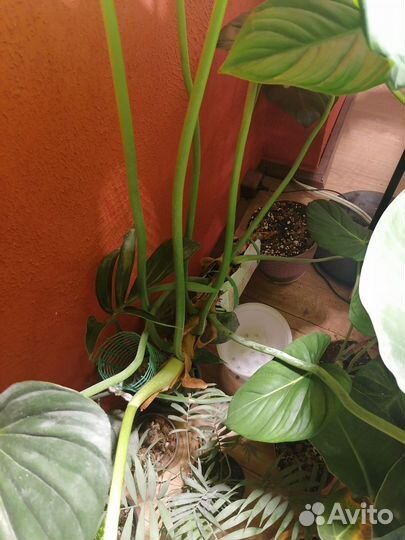 Филодендрон пастазанум / Philodendron pastazanum