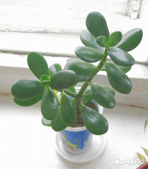 Денежное дерево