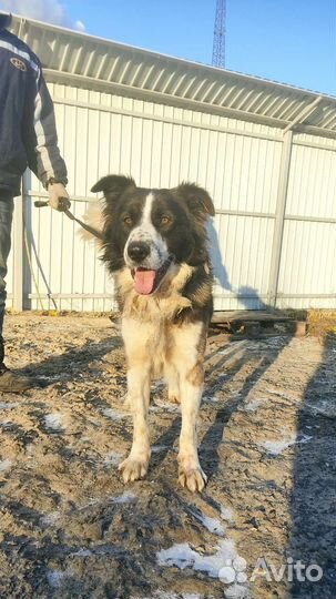 Злой пёс на охрану