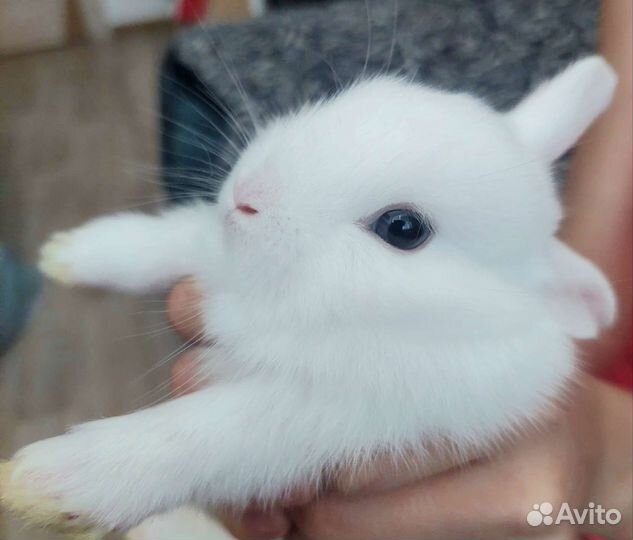 Декоративные кролики