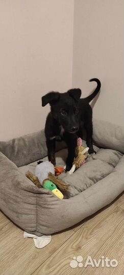 Щенок в добрые руки