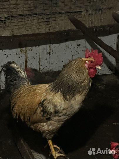 Молодые петухи