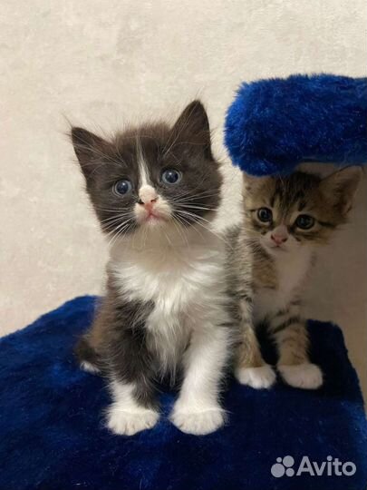 Породистая кошечка в добрые руки