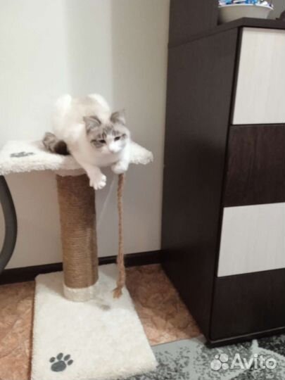В добрые руки