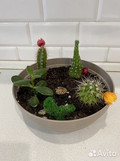 Садик с цветами