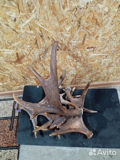 Рога лося продам