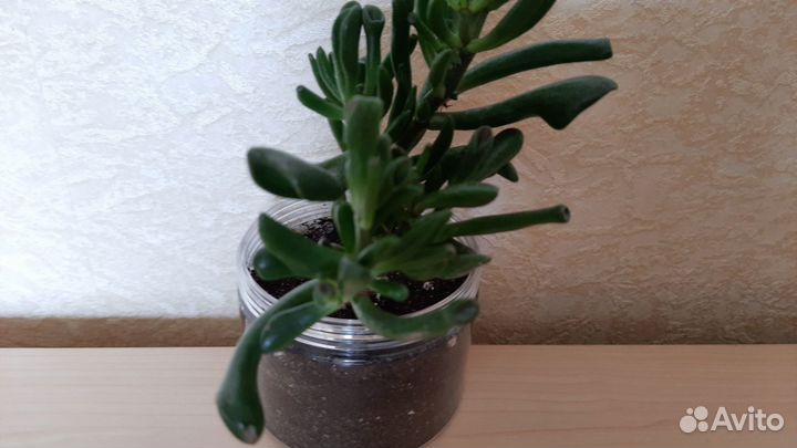 Цветок Оленьи рожки