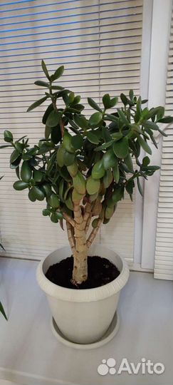 Толстянка Денежное дерево