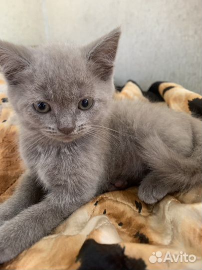 Британские котята