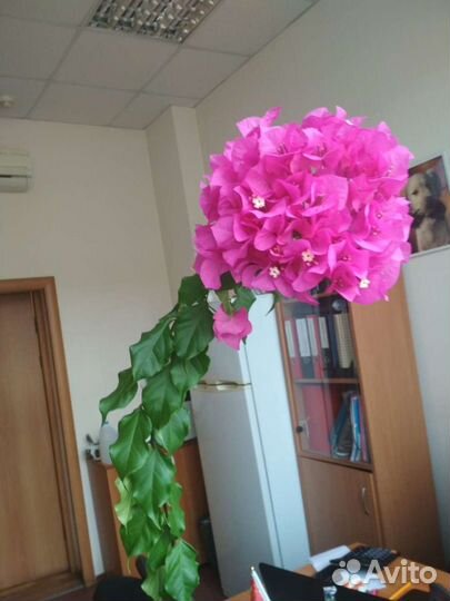 Бугенвилия