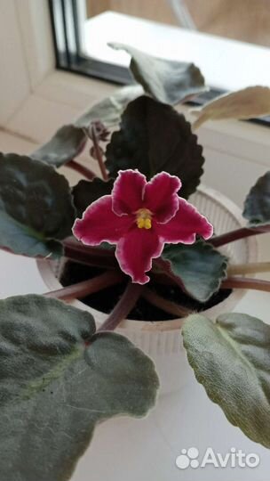 Фиалка цветущая