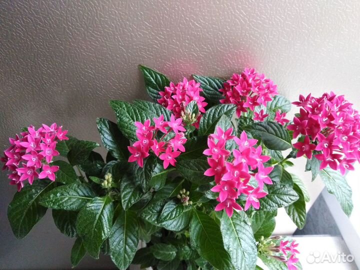 Пентас (Египетская звезда) разные сорта