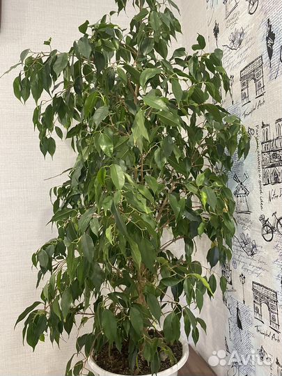 Фикус бенджамина