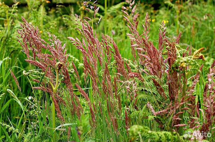 Cемена овсяницы красной