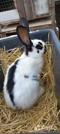 Кролики на развод