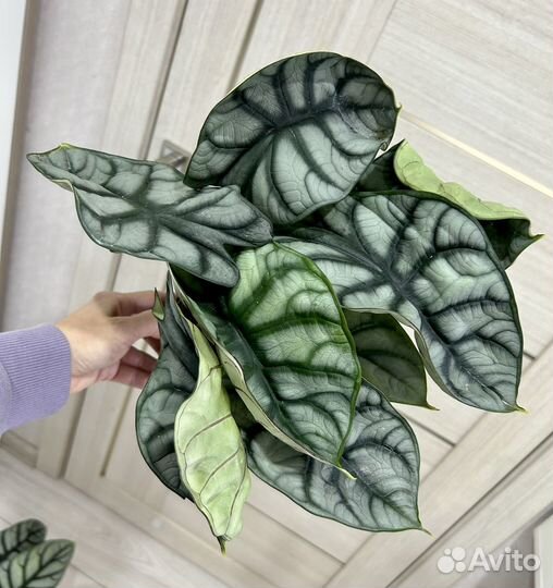 Алоказия Silver dragon