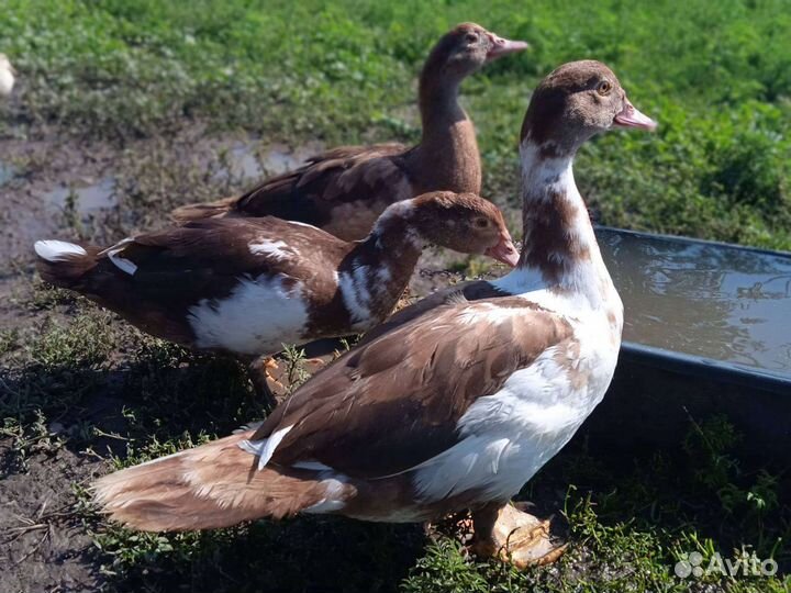 Мускусные (шипуны,индоутки) утки