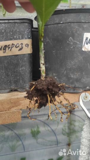 Саженцы лимонов, коломадин, Павловский мандарин