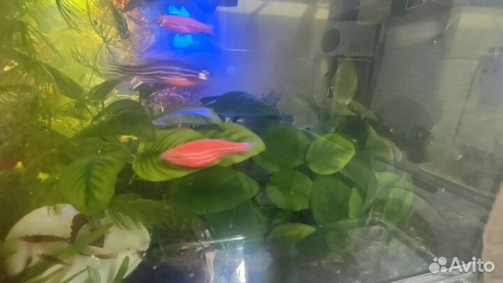 Анубиас в аквариум