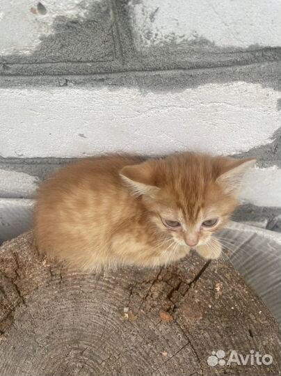 Котенок, рыжий котик в дар