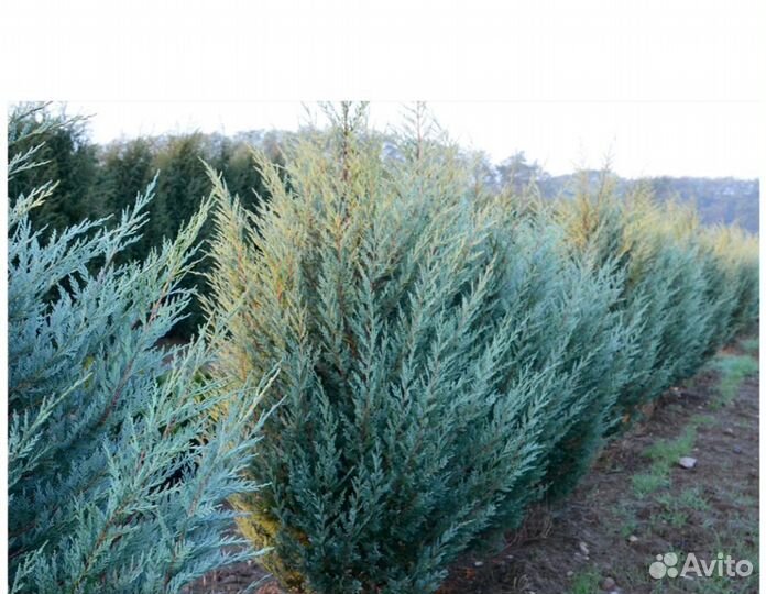 Можжевельник мунглоу