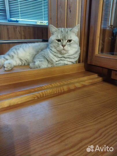 Шотландские мраморные котята