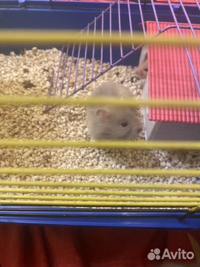 Сатиновые хомяки