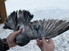 Николаевские голуби объявление продам
