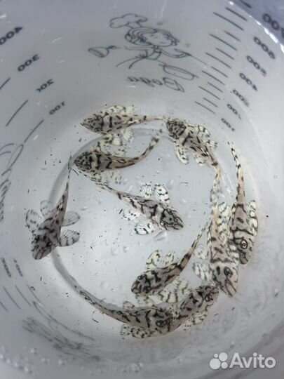 Сом L236 sw 4см