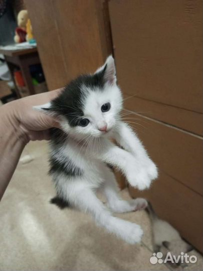 Кошка в дар бесплатно