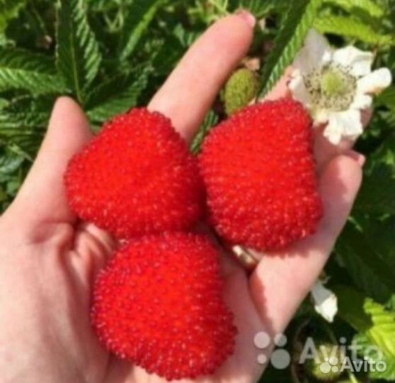 Тибетская малина