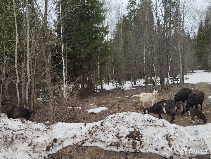 Дойные козы, Нубийские, козлята, овца баран курдюк