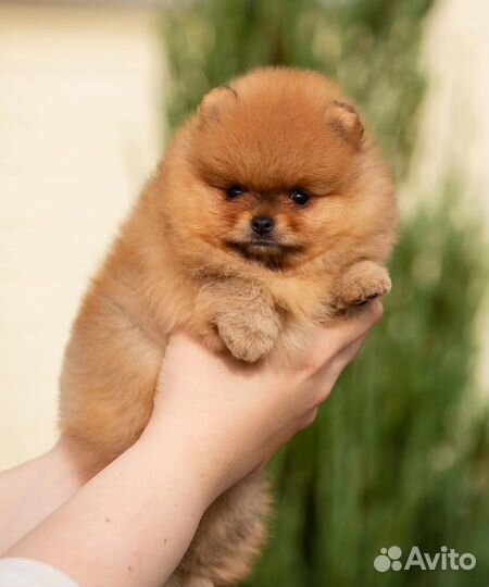 Шпиц мини мальчик