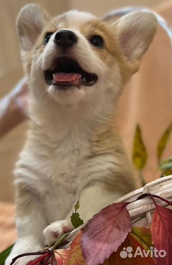 Вельш-корги