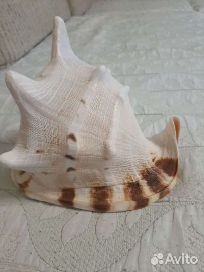 Раковина морская