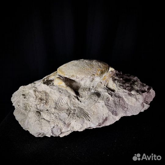 Краб окаменелость ископаемое палеонтология