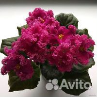 Фиалки сортовые детки