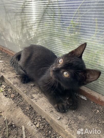 Черный котенок девочка в добрые руки