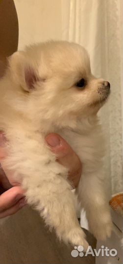 Продам щенка