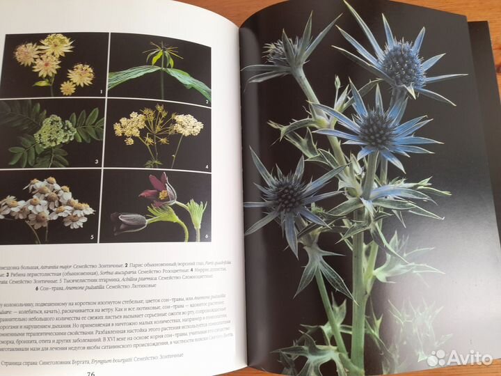 Цветы мира Мишель Виар