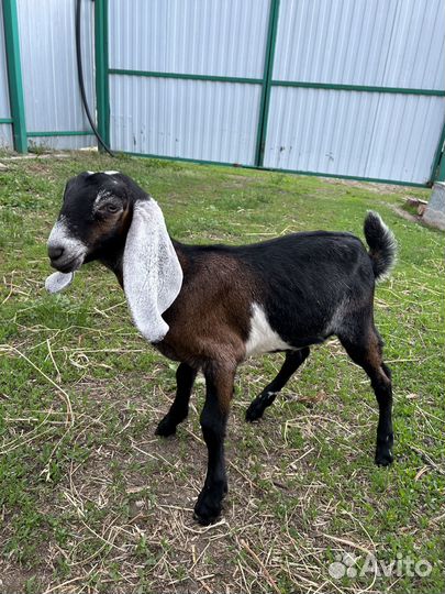 Англо нубийские козы