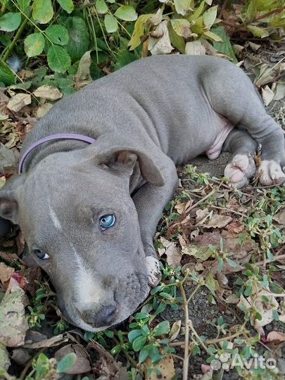 Щенки питбуля