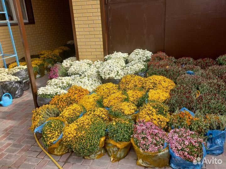 Хризантема шаровидная