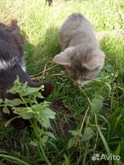 Котята в добрые руки