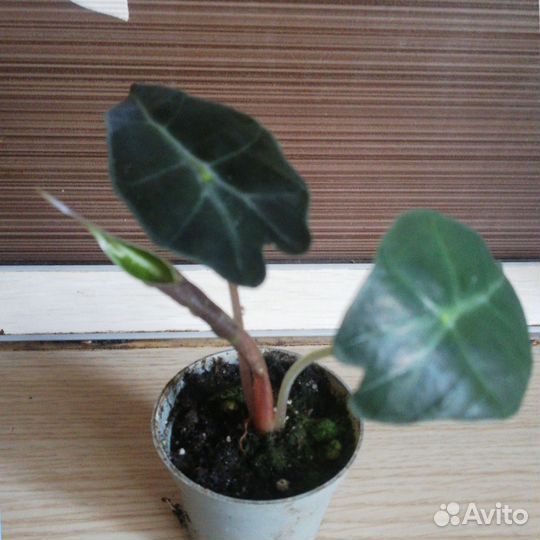 Комнатные цветы