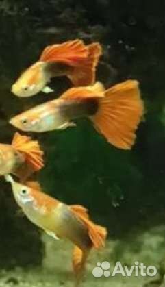 Аквариумные рыбки гуппи