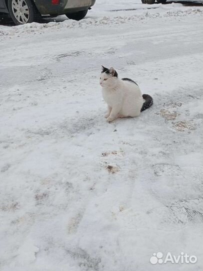 Кошки в добрые руки